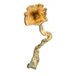 Buy B+ Magic Mushrooms