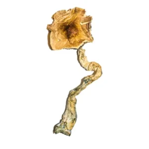 Buy B+ Magic Mushrooms Buy B+ Magic Mushrooms