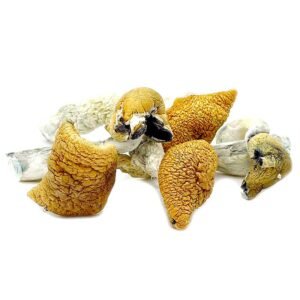 Buy Golden Teachers Magic Mushrooms Buy Golden Teachers Magic Mushrooms