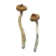 Escondido-Magic-Mushrooms-photo-1.webp