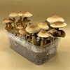 Shrooms Kits For Sale - Buy Premium Grow Kits online
